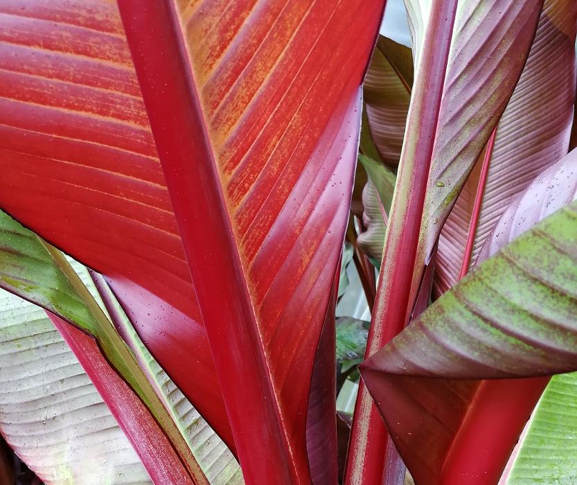 Buy top quality banana plants on-line. Hardy Banana or Musa Basjoo. Ensete Maurelli, Musa 'Tropicana', Musella Lasiocarpa and Musa Sikkimensis. Sizes up to 5ft. Free UK mainland Delivery.