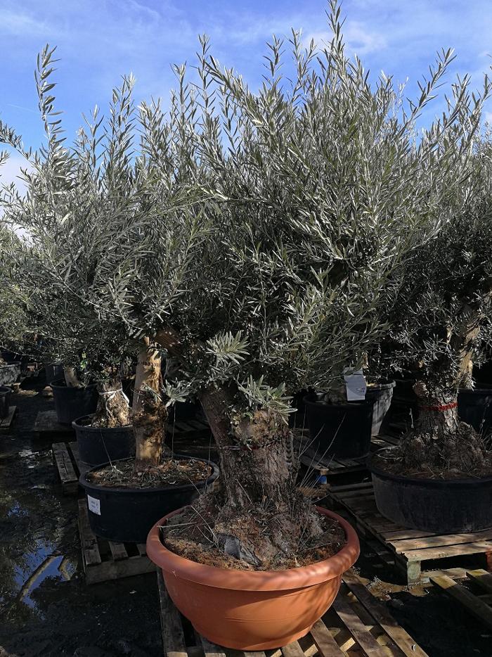 A huge range of top quality, beautiful Olive Trees for sale from The Palm Tree Company. Ancient Olive Trees, Gnarled Olive Trees, Specimen size, Bonsai and Pom Pom. FREE UK mainland Delivery!