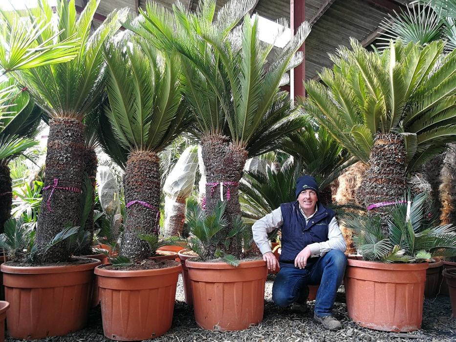 Buy specimen sized Cycas Revoluta and Circinalis,, Macrozamia Miquelli, Macrozamia Moorei, Dioon Spinulosum and Cycas Panzhihuaensis Online from The Palm Tree Company. Free UK mainland Delivery.