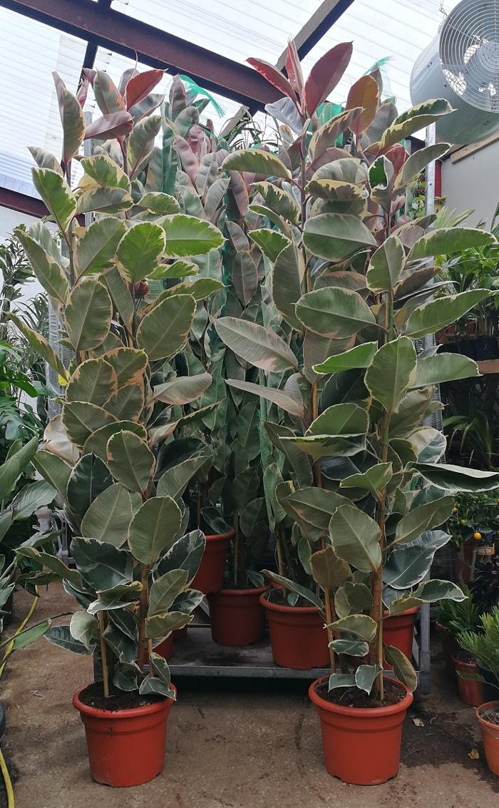 Find the widest range of large and tall House Plants and Indoor Plants and palms available to buy online in the UK at The Palm Tree Company. Free personal UK mainland delivery.