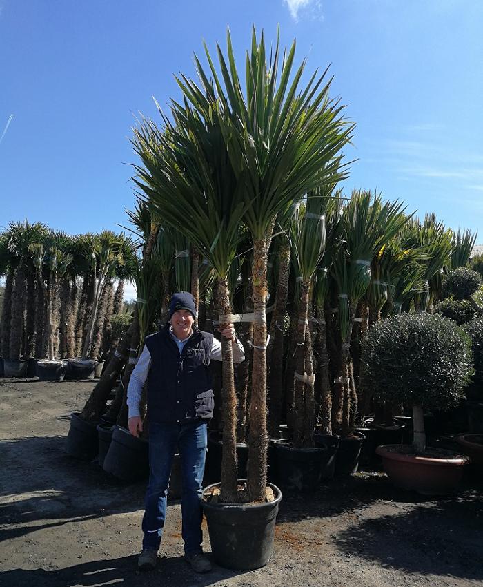 Shop a wide range of Cordylines from The Palm Tree Company. Cordyline Australis, Cordyline 'Red Star' , Can Can, Torbay Dazzler and 'Purple Tower'. Specimen sizes are available. Free UK Delivery.
