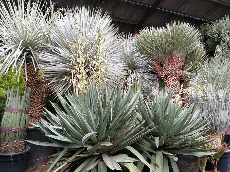 Top quality, beautiful Yucca Plants for sale online at The Palm Tree Company. Find Yucca Rigida multi-head! Yucca Filifera ‘Australis’ multi-head, Yucca Rostrata, Faxoniana, Gloriosa and many more.