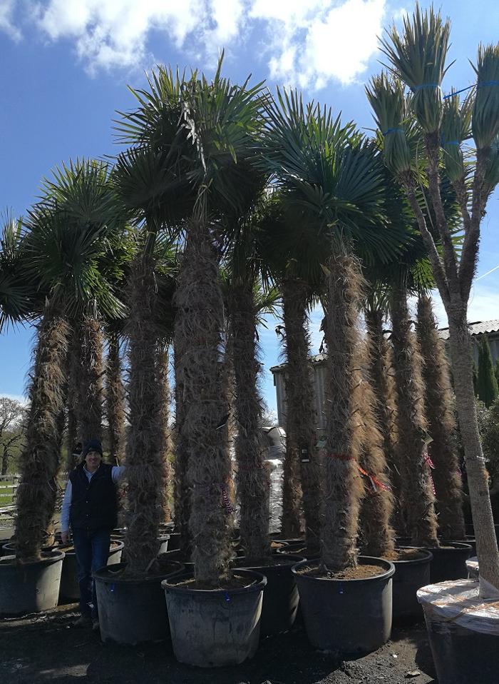 A huge range of quality, hardy palm trees for sale. Buy online at unbeatable prices. Trachycarpus Fortunei, Wagnerianus, Chamaerops Humilis, and many more. Sizes from 4-16ft. Free UK mainland Delivery