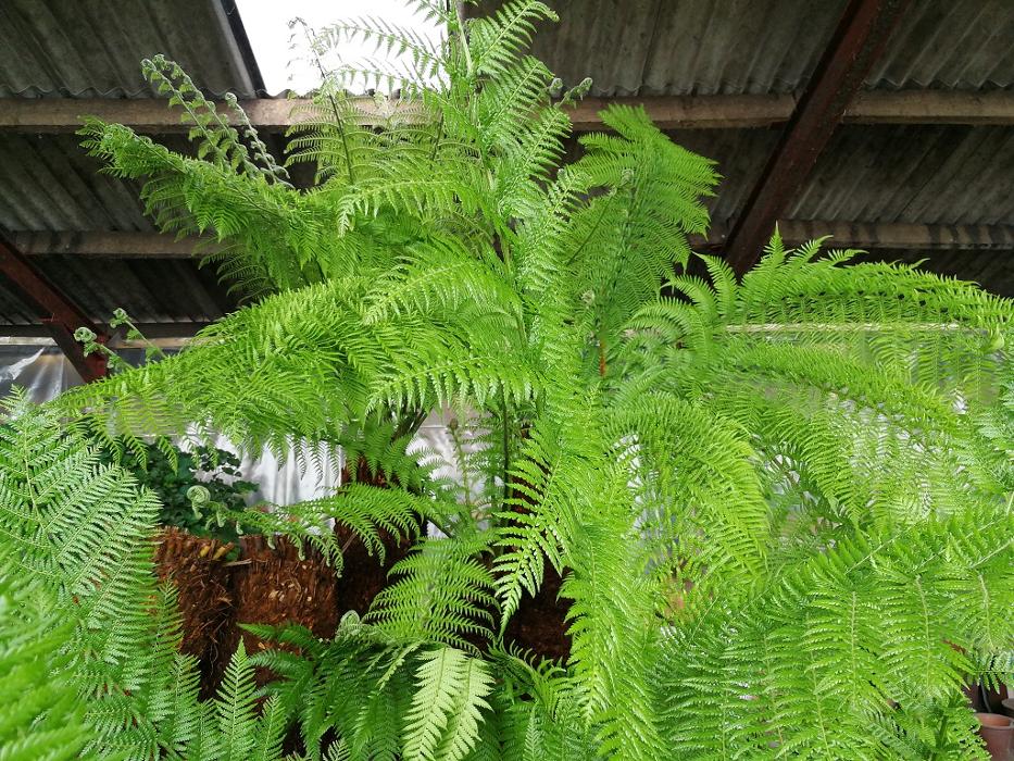 Buy Premium Quality Dicksonia Antarctica Tree Ferns Online from The Palm Tree Company. Sizes 1ft-8ft available for sale. Sustainably sourced we offer Free personal UK mainland delivery.