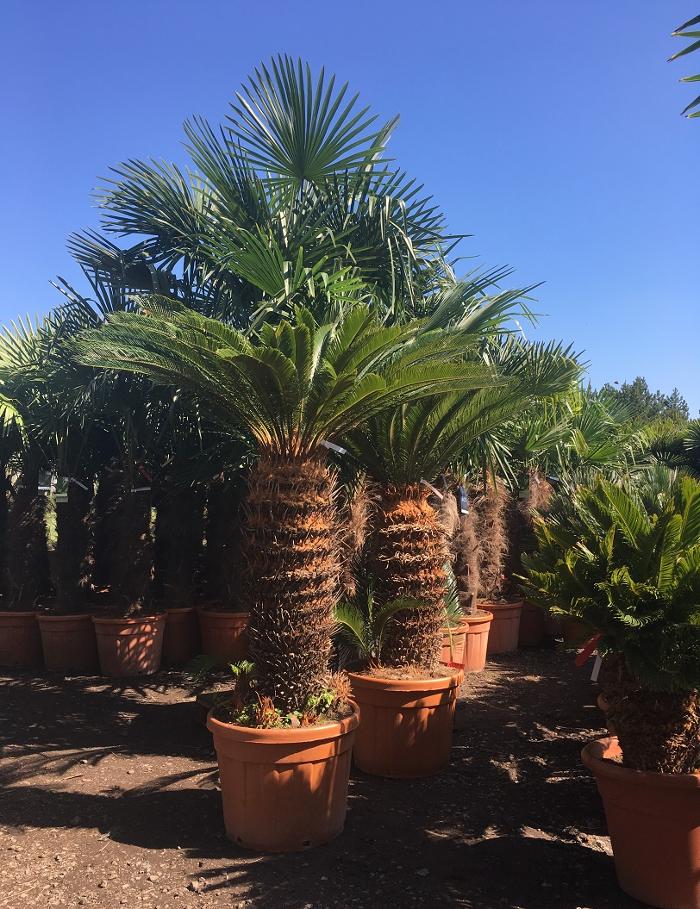 Buy specimen sized Cycas Revoluta and Circinalis, Macrozamia Miquelli, Macrozamia Moorei, Dioon Spinulosum and Cycas Panzhihuaensis Online from The Palm Tree Company. Free UK mainland Delivery.