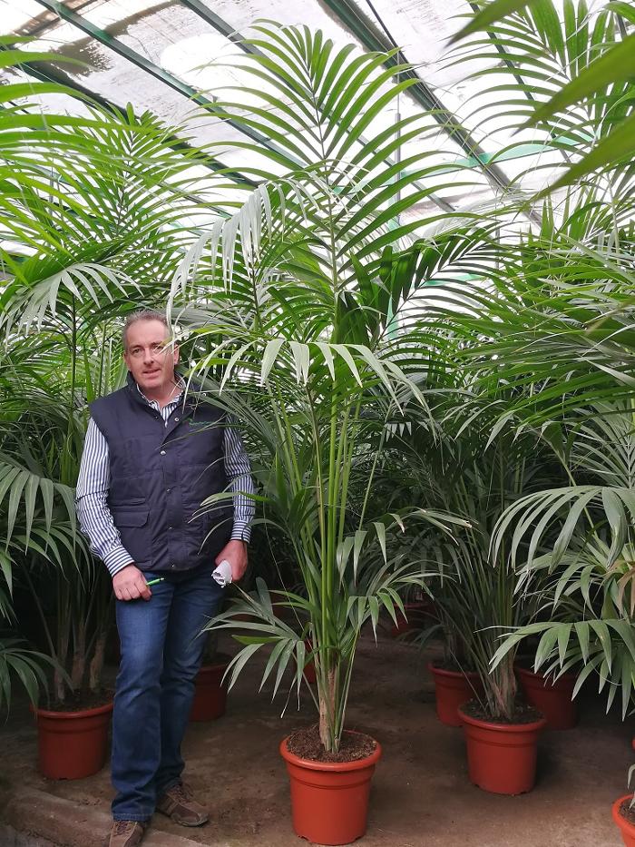 Find the widest range of premium quality large and tall House Plants, Indoor Plants and palms available to buy online in the UK at The Palm Tree Company. Free personal UK mainland delivery.