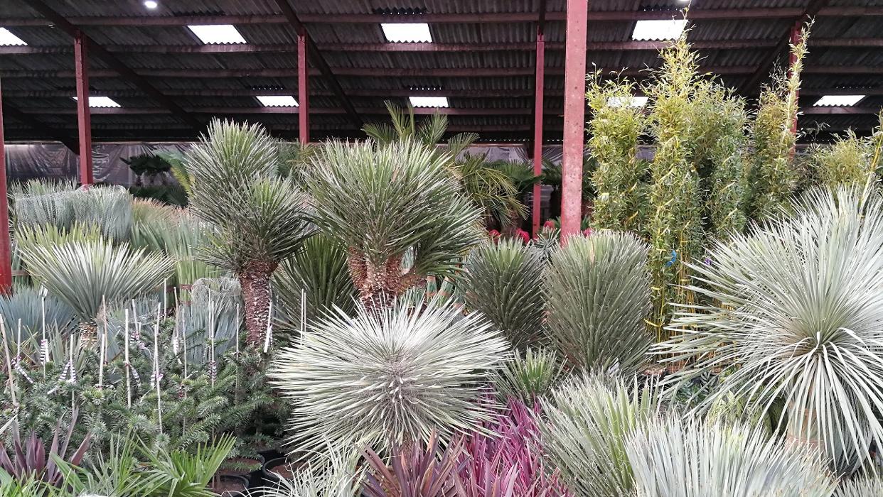 Top quality, beautiful Yucca Plants for sale online at The Palm Tree Company. Find Yucca Rigida multi-head! Yucca Filifera ‘Australis’ multi-head, Yucca Rostrata' Blue Swan' Skirted and many more.