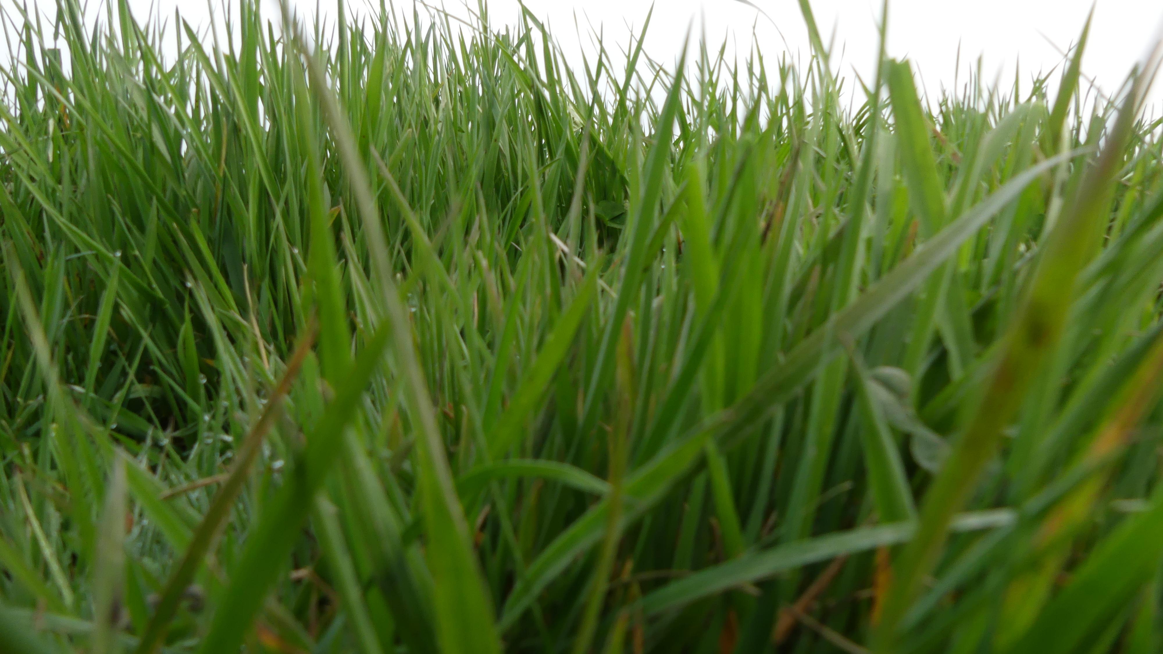 Die gute Pferdeweide in Buchholz