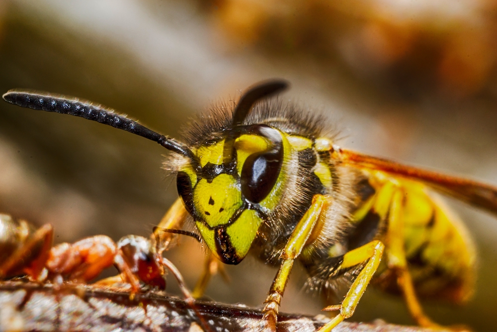 Wasp Exterminator Gloucestershire Stonehouse 01452 346568