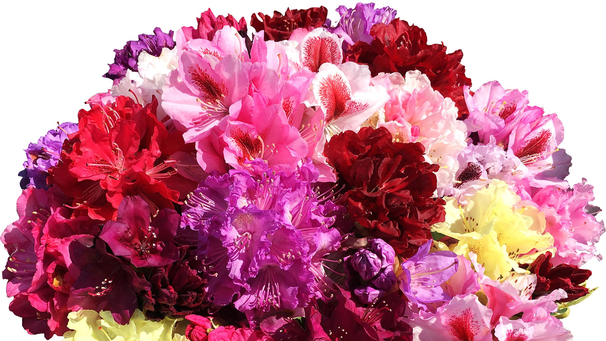 Baumschulen Eilers GbR, An den Feldkämpen in Bad Zwischenahn