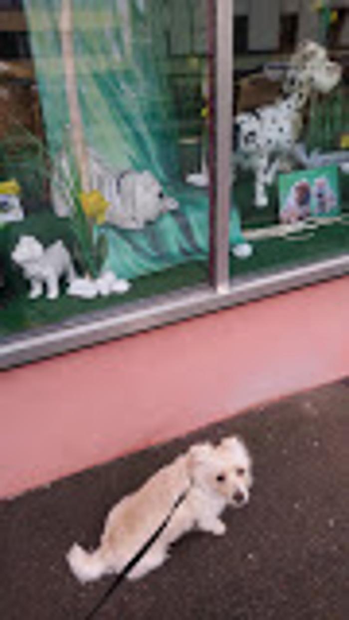 Hundesalon Uschi in Ludwigsburg