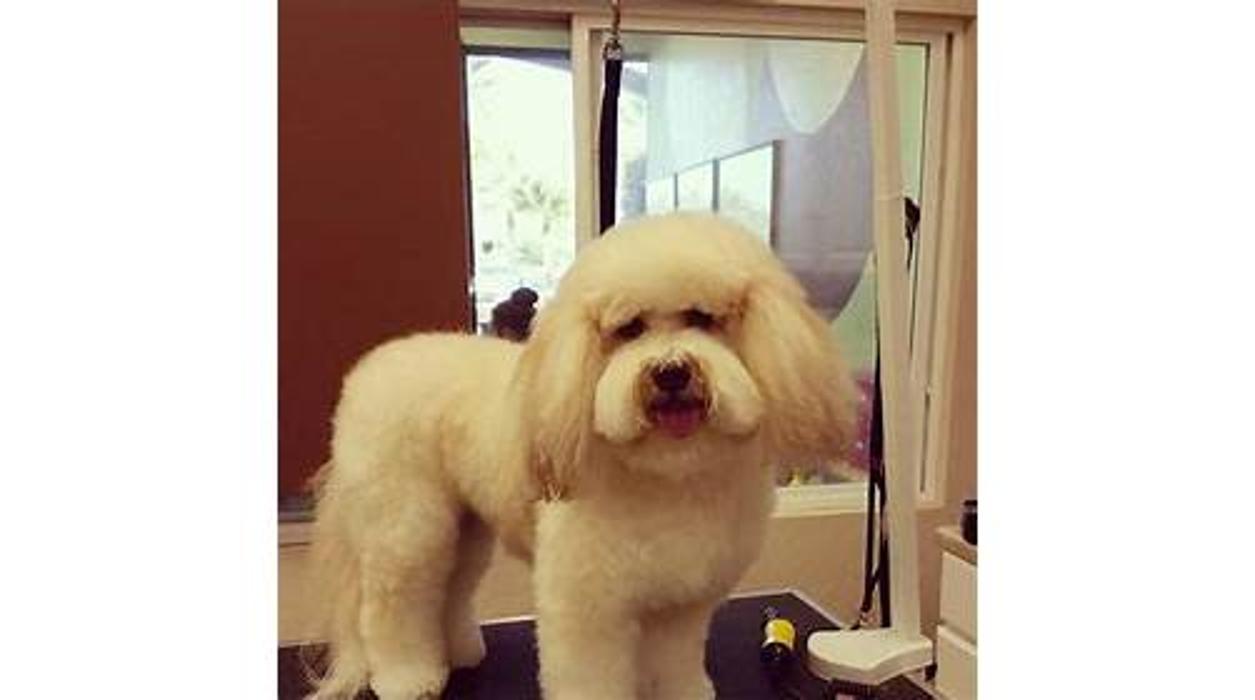 Angie's Dog-Gone Pretty - Indio, CA
