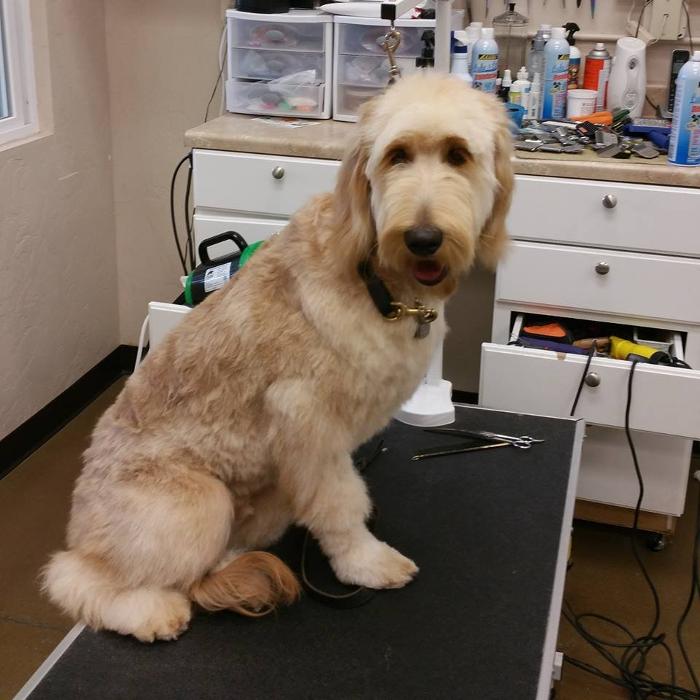 Angie's Dog-Gone Pretty - Indio, CA