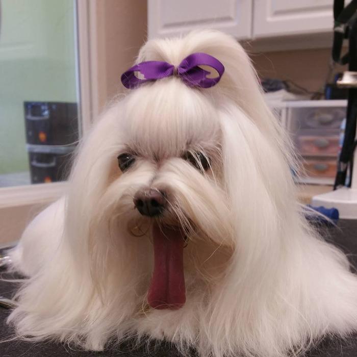 Angie's Dog-Gone Pretty - Indio, CA