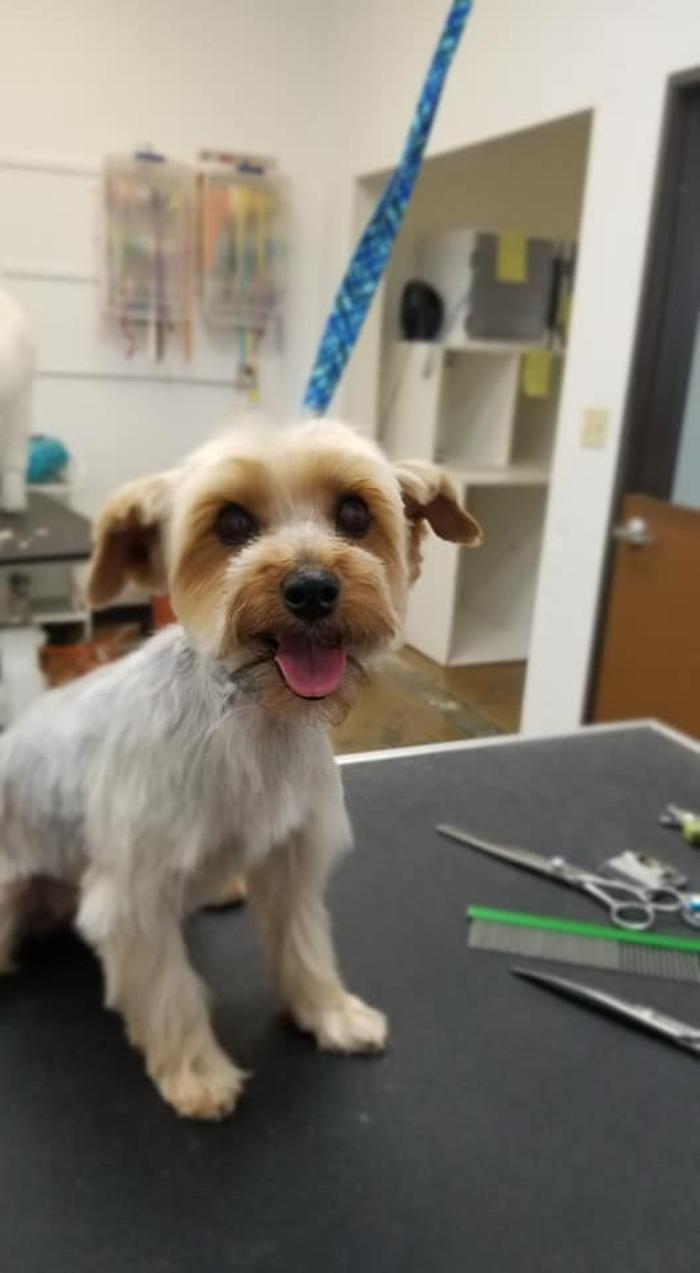 Angie's Dog-Gone Pretty - Indio, CA