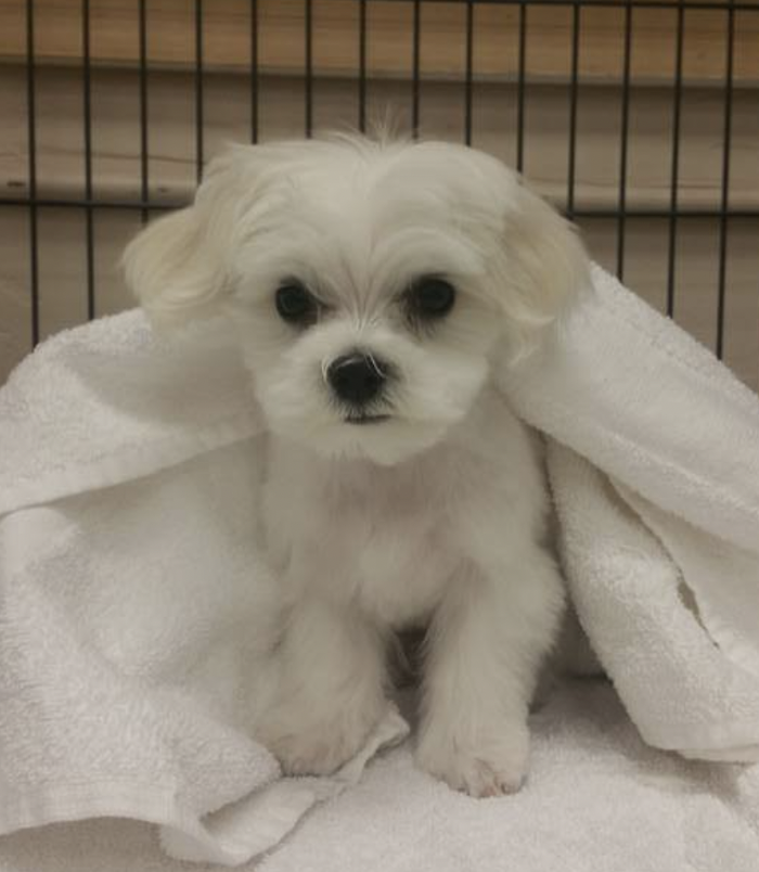 Angie's Dog-Gone Pretty - Indio, CA