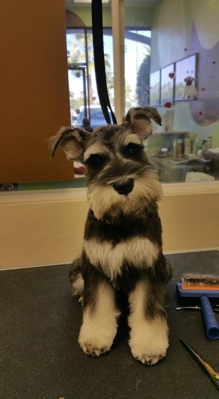 Angie's Dog-Gone Pretty - Indio, CA