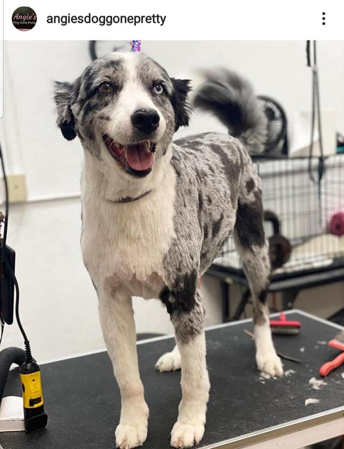 Angie's Dog-Gone Pretty - Indio, CA