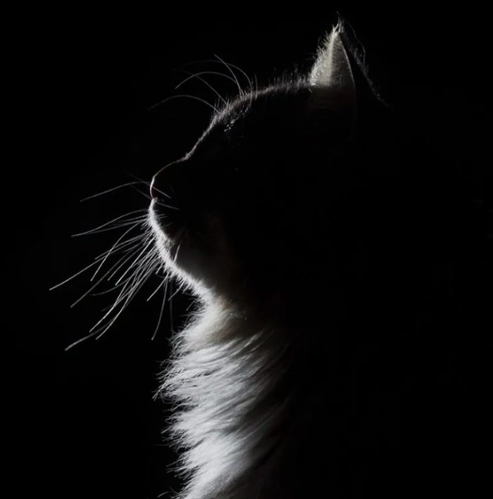 Phoenasos TierBestattung & Parkfriedhof für Mensch & Tier, Neudorfer Straße in Parndorf