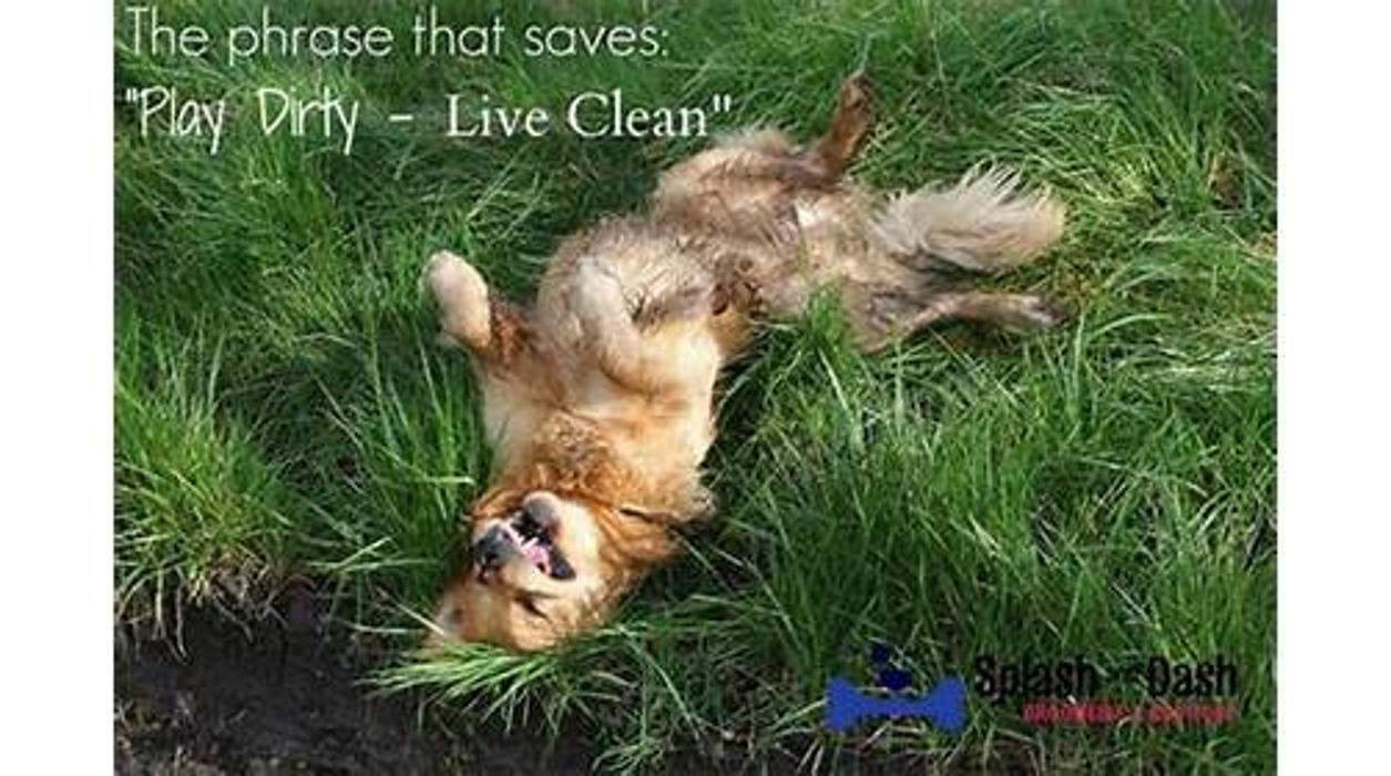 Splash and Dash Groomerie & Boutique