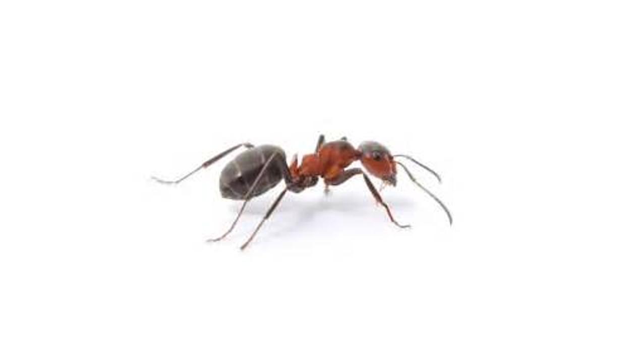 All Solutions Pest Control - O Fallon, MO