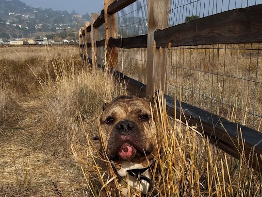 Little Buddhas Dog Walking & Pet Sitting