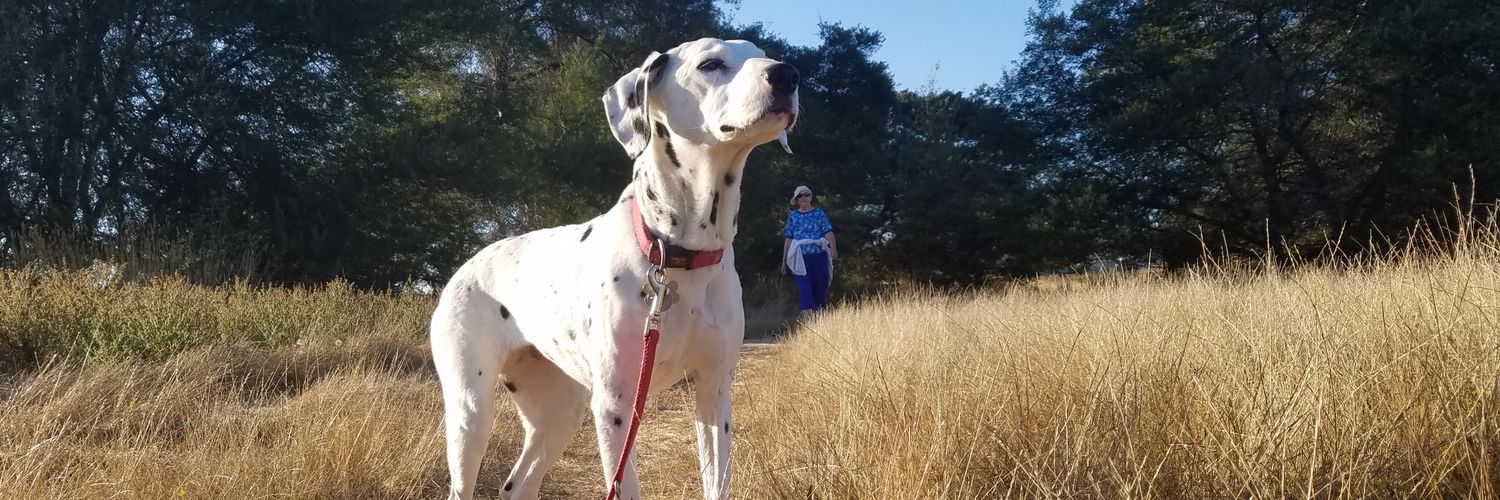 Little Buddhas Dog Walking & Pet Sitting