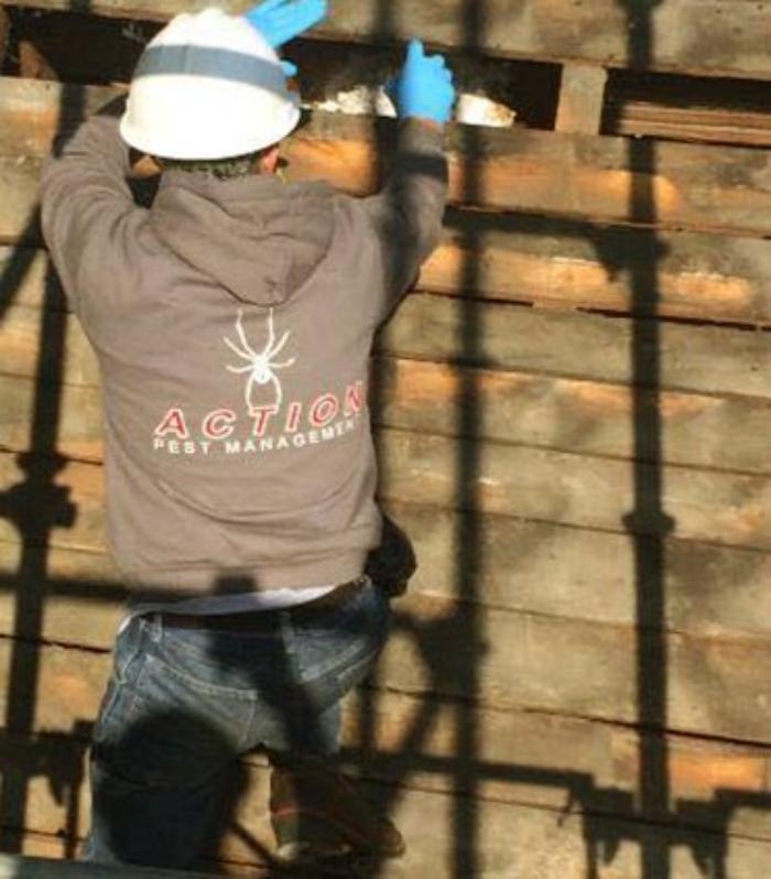 Action Pest Management - Pittsfield, MA
