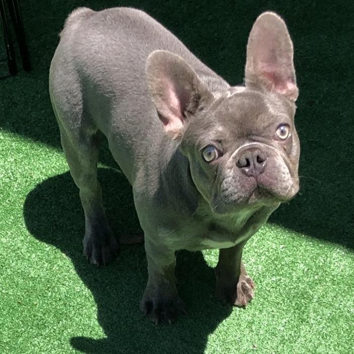 Joyful Noise French Bulldogs - Jamestown, TN