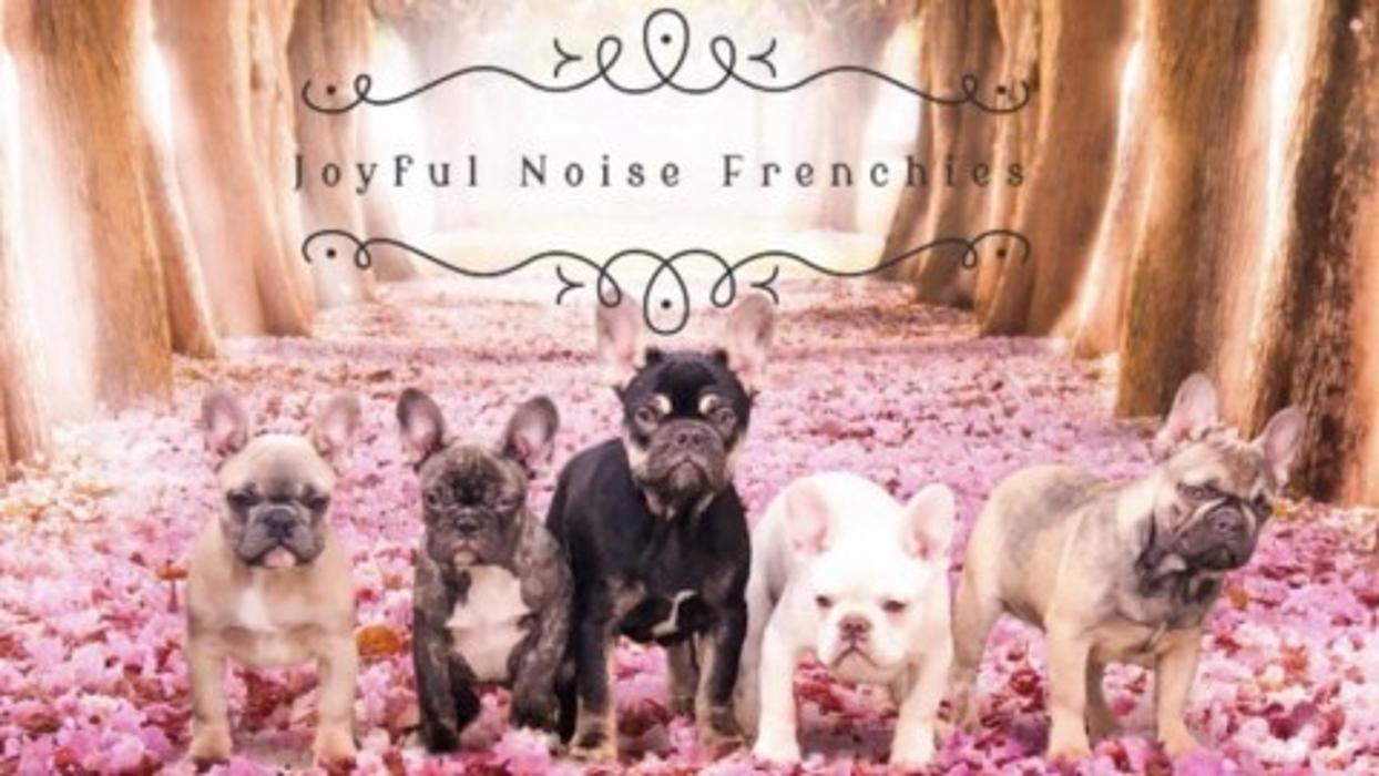 Joyful Noise French Bulldogs - Jamestown, TN