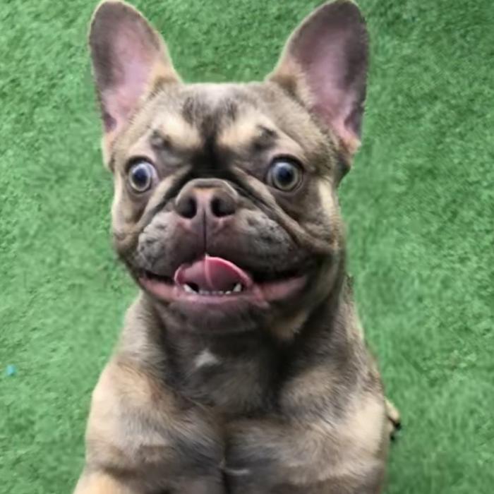 Joyful Noise French Bulldogs - Jamestown, TN