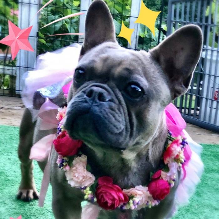 Joyful Noise French Bulldogs - Jamestown, TN