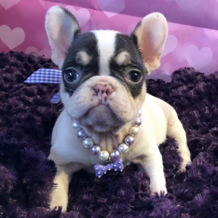 Joyful Noise French Bulldogs - Jamestown, TN