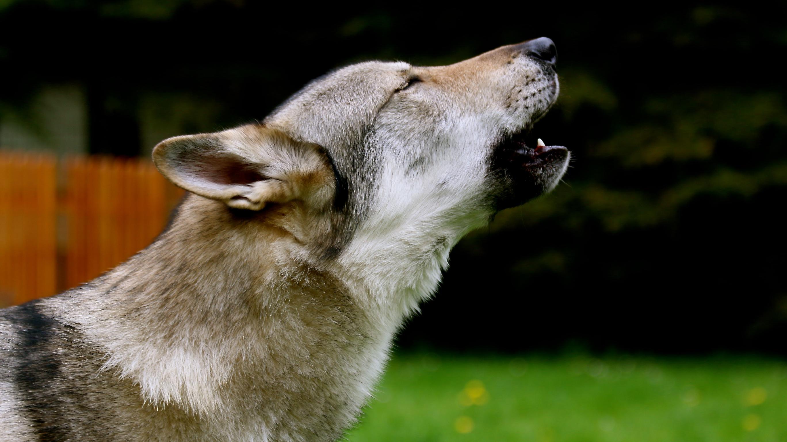 Grenzenlos - Tierkommunikation, Gahmener Straße in Lünen