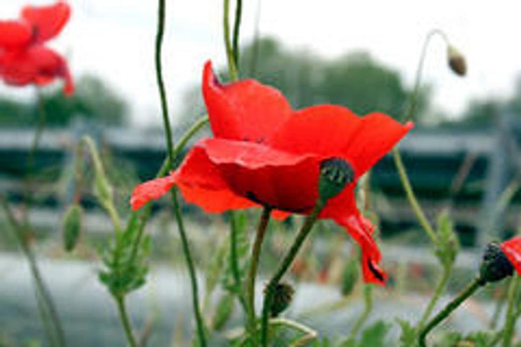 Renata Dillier, Heckenweg in Aarberg