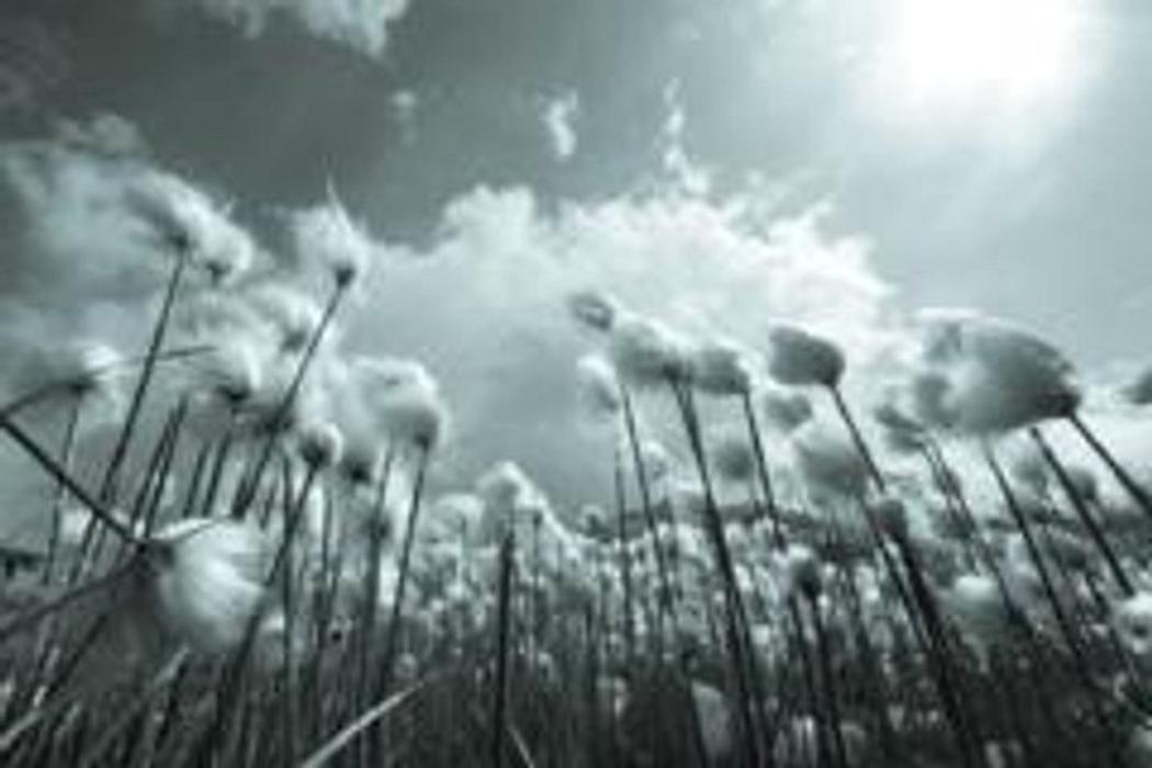 Renata Dillier, Heckenweg in Aarberg