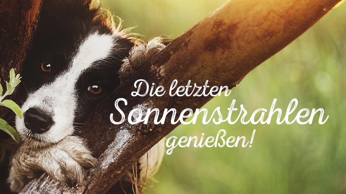 DAS FUTTERHAUS WIENER NEUSTADT - KAFU HANDELS GMBH, Brunner Straße in Wiener Neustadt