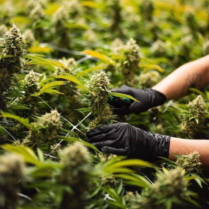 Emerald Fields Manitou Recreational Dispensary - Manitou Springs, CO