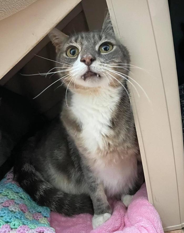 Humane Society Of Greater Miami North