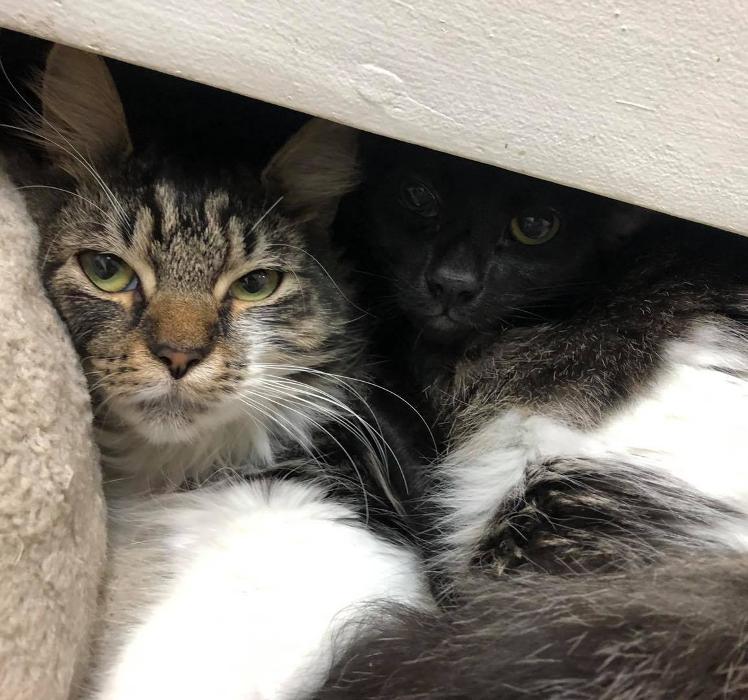 Humane Society Of Greater Miami North