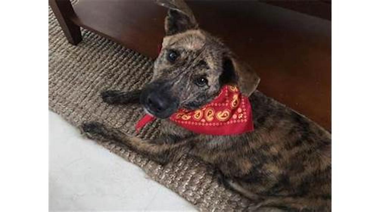 Humane Society Of Greater Miami North