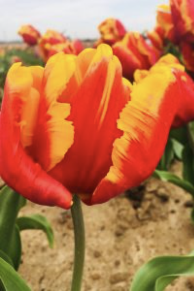 Gallery thumbnail