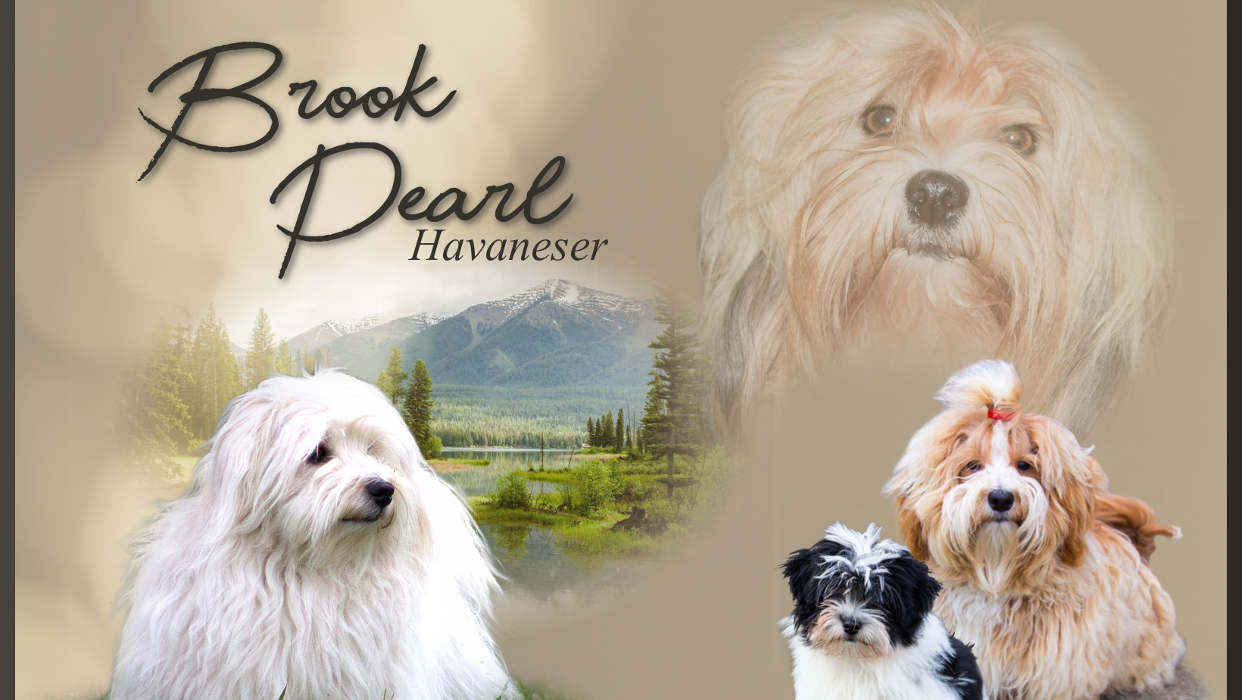 Brook Pearl Havaneser, Düsternbrook in Rastorf