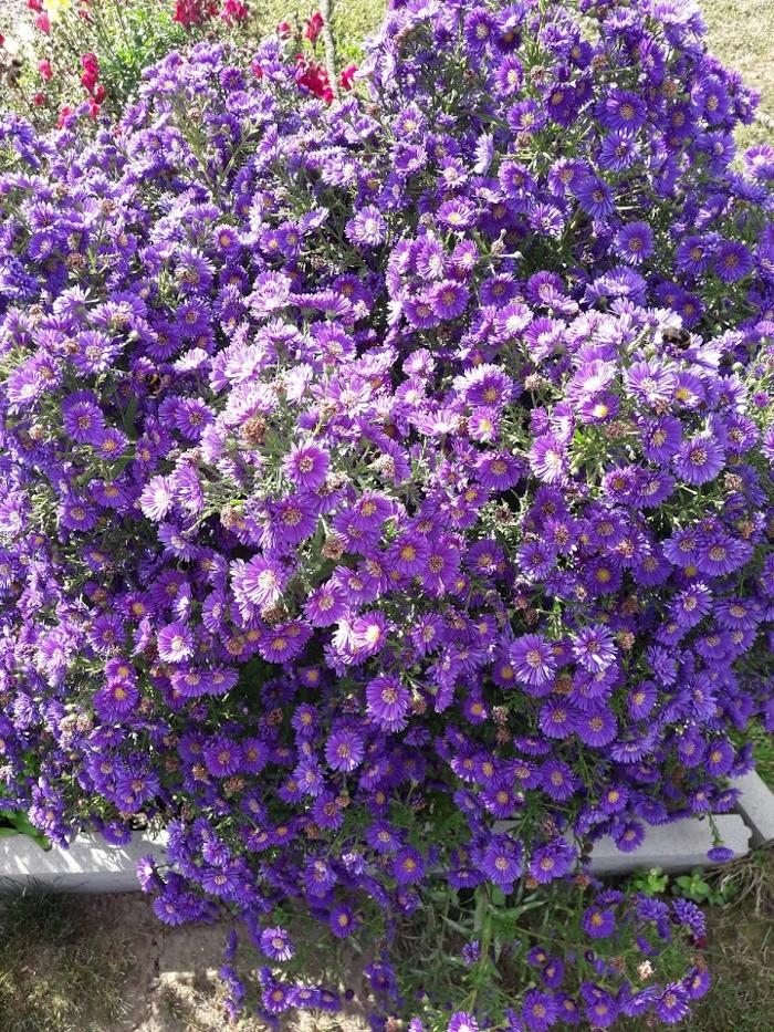 Pension Donar, Wiesenweg in Golm