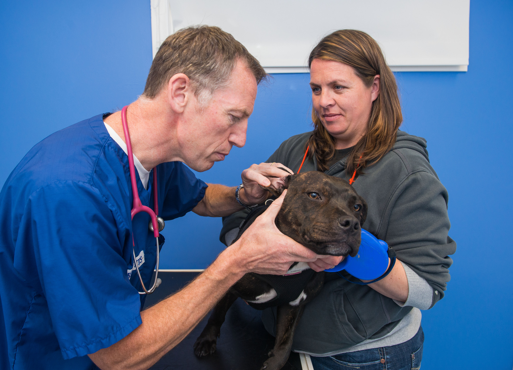 Braid Vets Hospital Veterinarians In Edinburgh Mayfield Road Address Schedule Reviews Tel 01316672 Infobel
