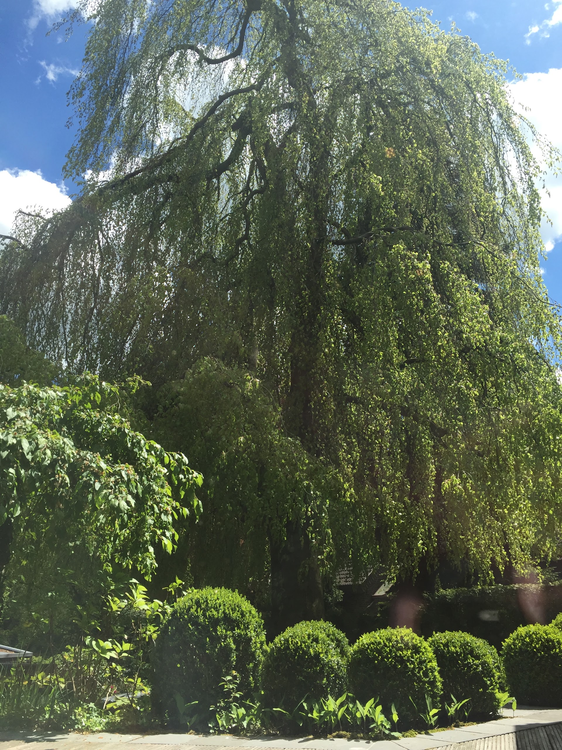 Zahnarzt Aachen Vaalser Straße  . Modifier L�emplacement Du Pointeur Sur La Carte.