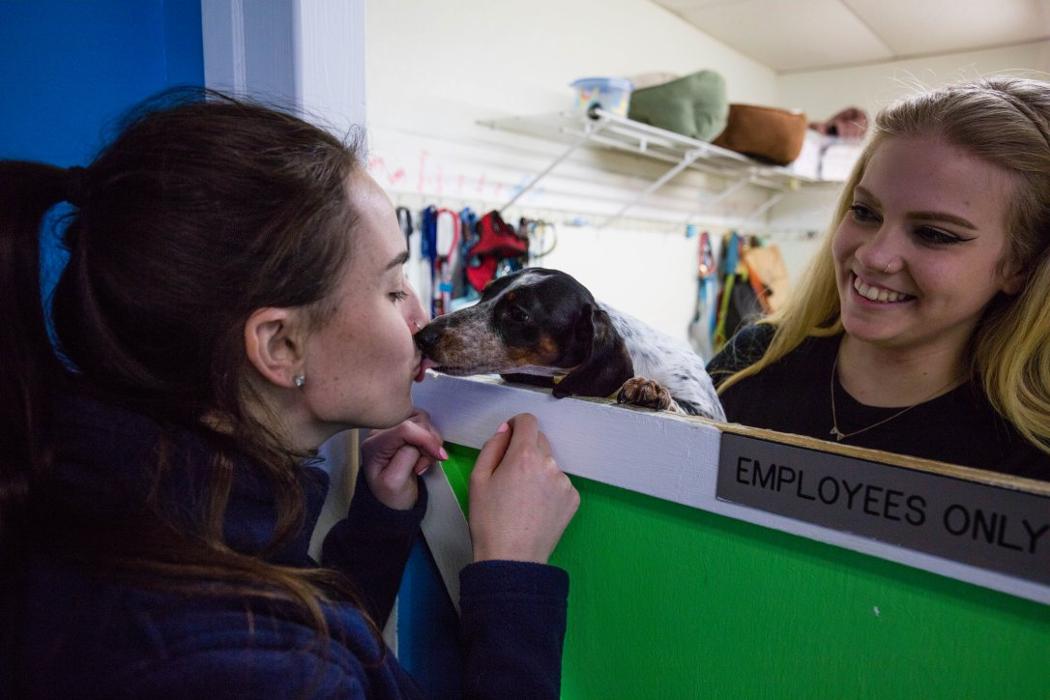 Hounds Town Garden City