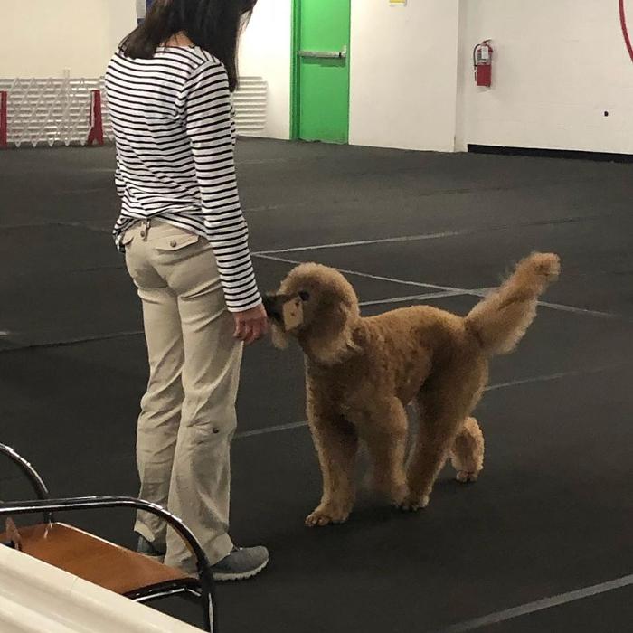 Twin Cities Obedience Training Club - Minneapolis, MN