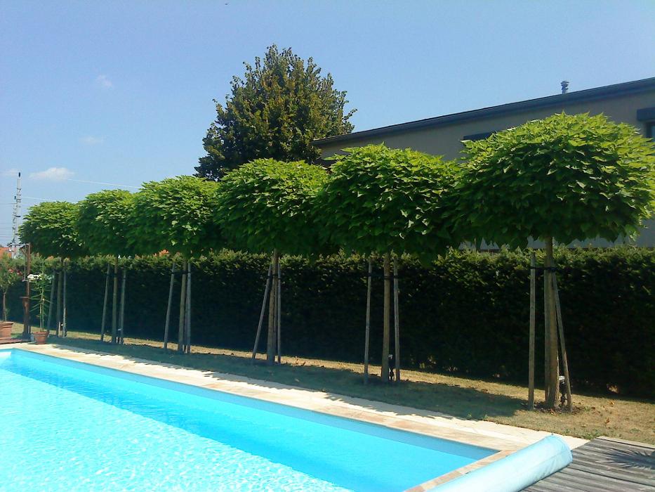 Rasen Maierhold, Oedt in Ragnitz