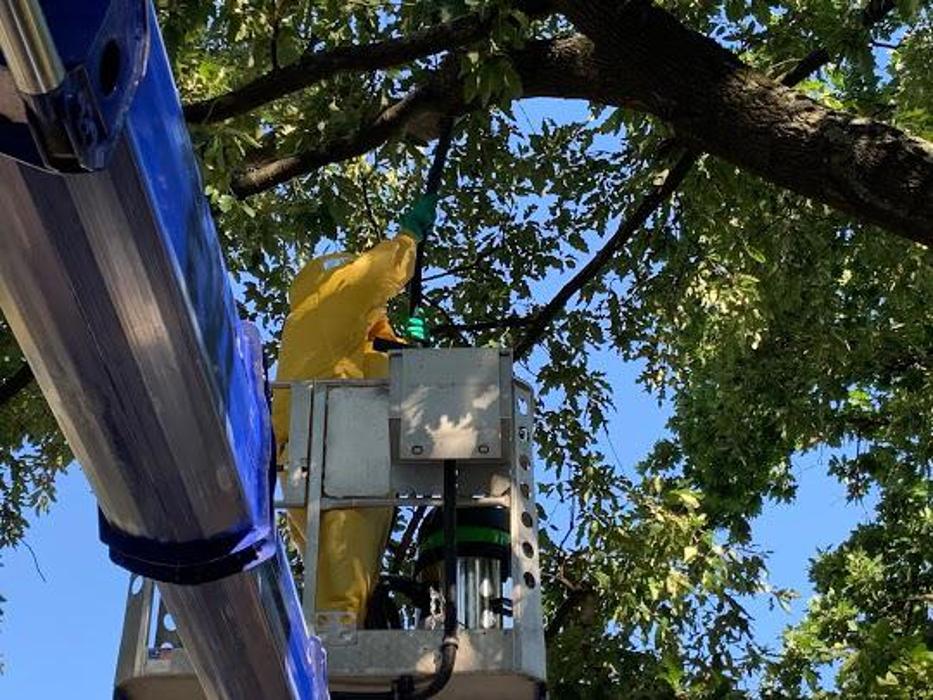 Arentz & Eisenhuth Schädlingsbekämpfung GmbH in Pulheim